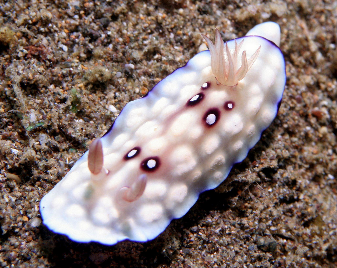 Chromodoris hintuanensis